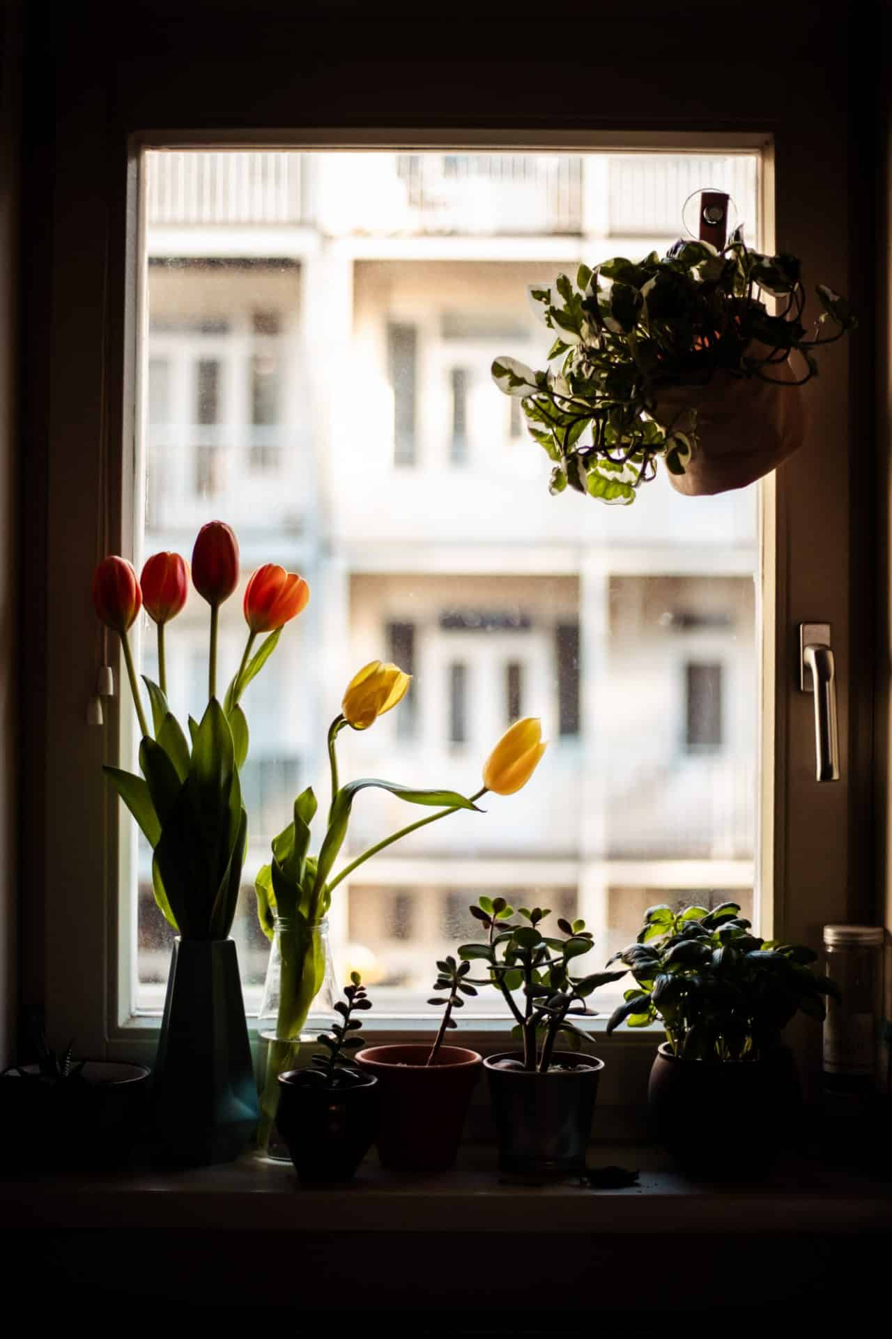flowers and plants on my kitchen's window